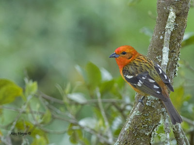 Flame-colored Tanager - male - 2 - 2013