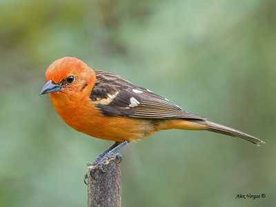 Flame-colored Tanager 2013