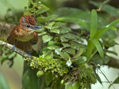 Rufous Mourner 2013