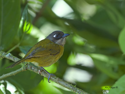 Common Bush-Tanager 2013 - 3