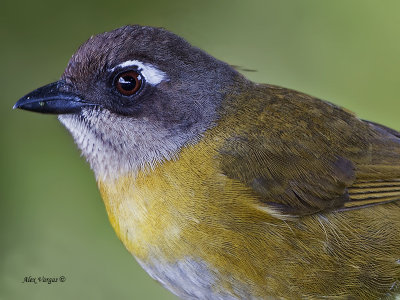 Common Bush-Tanager 2013 - portrait