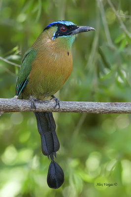 Blue-crowned Motmot 2013 - 2