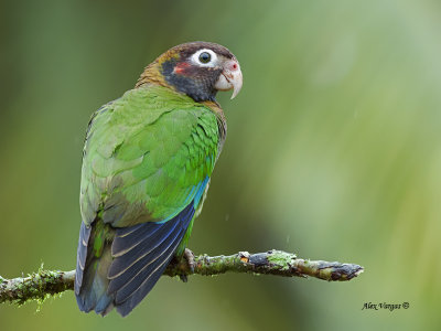 Brown-hooded Parrot 2013 - back view