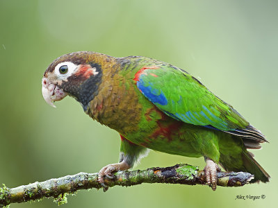 Brown-hooded Parrot 2013