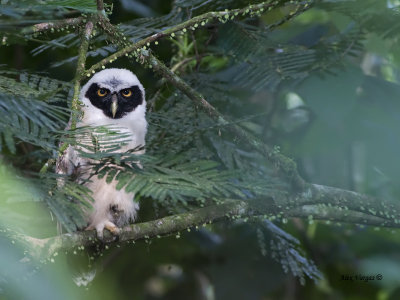 Spectacled Owl 2013