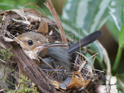 Long-billed Gnatwren - 2013 - Nesting