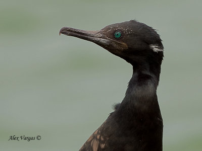 Indian Cormorant - breed - portrait - 2010