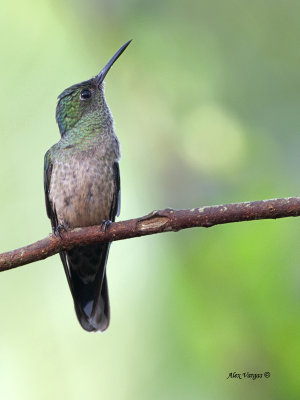 Scaly-breasted Hummingbird - 2013 - looking up