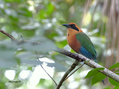 Rufous Motmot 2013