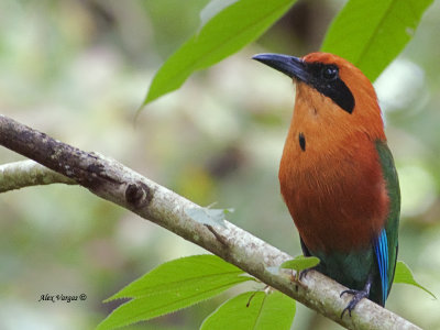 Rufous Motmot 2013 - profile