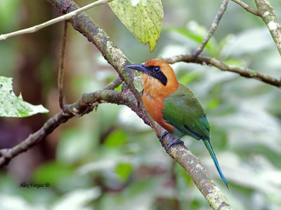 Rufous Motmot 2013 - alert