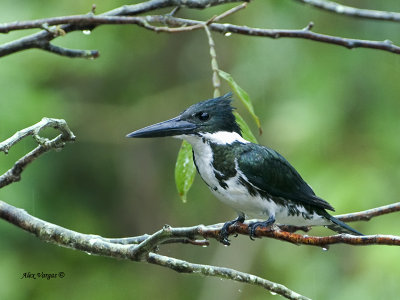 Amazon Kingfisher - female 2013