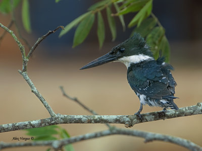 Amazon Kingfisher - female 2013 - back view