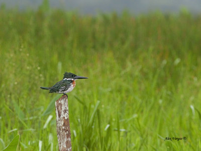 Amazon Kingfisher - male  2013