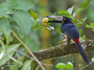 Collared Aracari 2013 - feeding