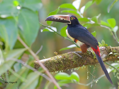 Collared Aracari 2013