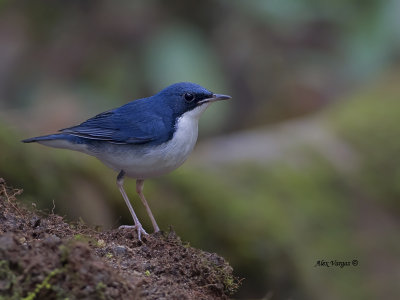 Siberian Blue Robin -- sp 31