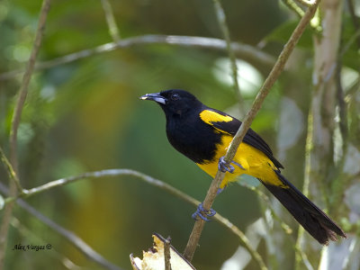 Black-cowled Oriole - 2013 - 2