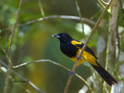 Black-cowled Oriole - 2013