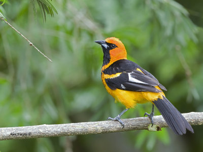 Spot-breasted Oriole 2013