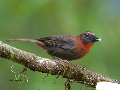 Red-throated Ant-Tanager - male - eating - 2013