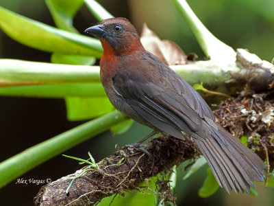 Red-throated Ant-Tanager - male - 2013