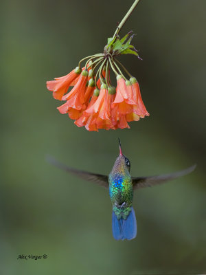 Fiery-throated Hummingbird 2013 - 3