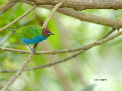Bay-headed Tanager - female 2