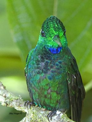 Green-crowned Brilliant - male - full display 2013
