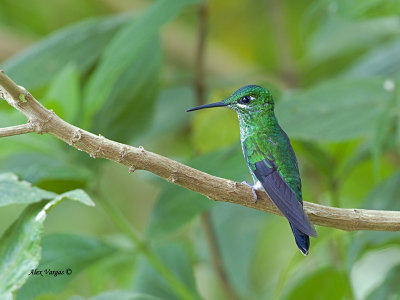 Green-crowned Brilliant - female 2013