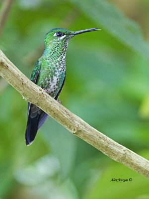 Green-crowned Brilliant - female 2 - 2013