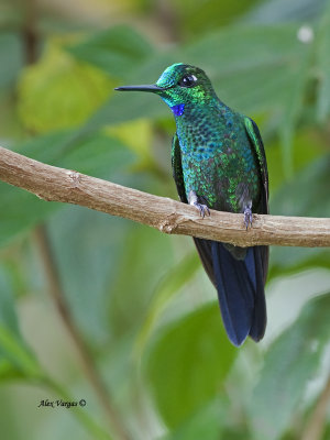 Green-crowned Brilliant - male -display 2013