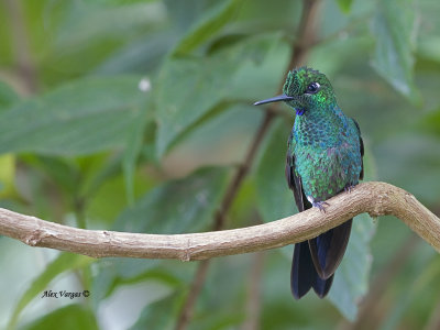 Green-crowned Brilliant - male 2013