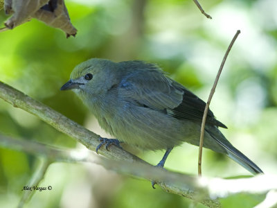 Palm Tanager 2013