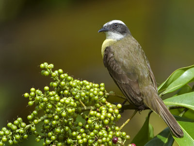 White-ringed Flycatcher 2013 - 1