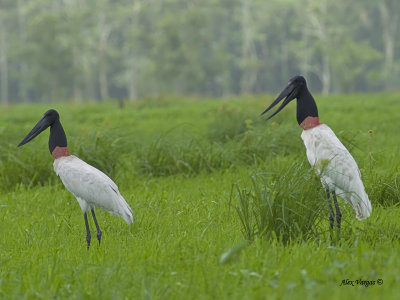 Jabiru 2013 - pair