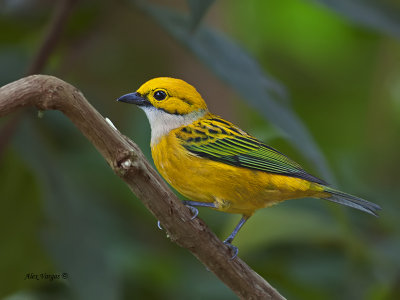 Silver-throated Tanager 2013 - 1