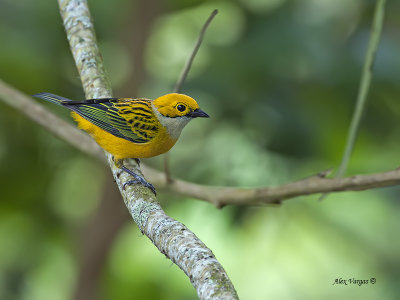 Silver-throated Tanager 2013 - 2