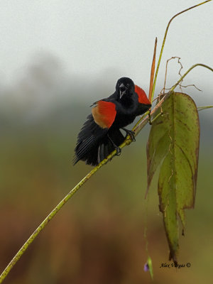 Red-winged Blackbird - male 2013 - 3