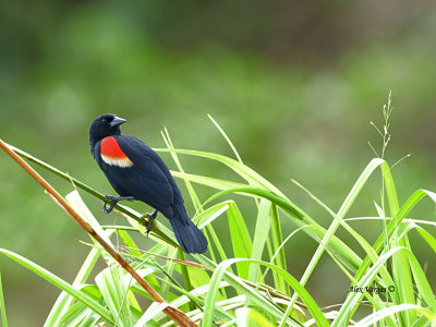 Red-winged Blackbird - male 2013 - 2