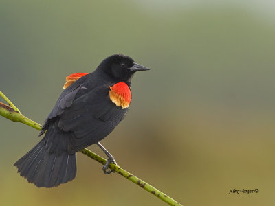 Red-winged Blackbird - male 2013 - 1