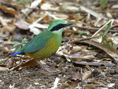 Bar-bellied Pitta - male - 2014 - 2