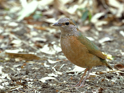 Blue-rumped Pitta - female - 2014 - 3