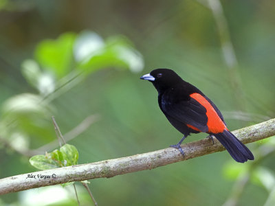 Passerinis Tanager - male - 2013 - 2