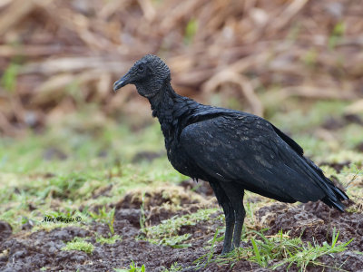 Black Vulture 2013