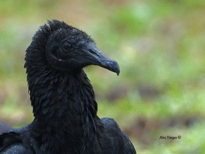 Black Vulture 2013 - portrait
