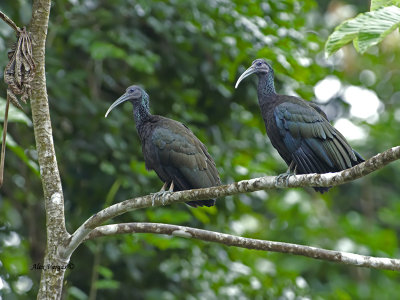 Green Ibis 2013 - pair