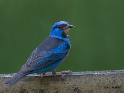 Blue Dacnis 2013