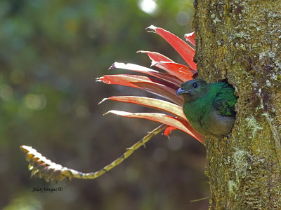Resplendent Quetzal - female  - 2013