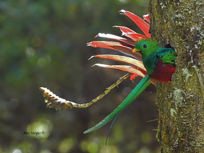 Resplendent Quetzal - male 3 - 2013
